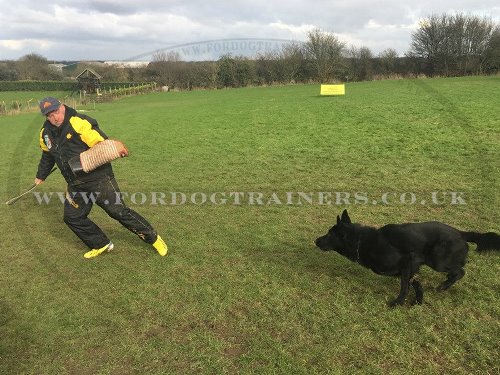German Shepherd Dog Training Biting